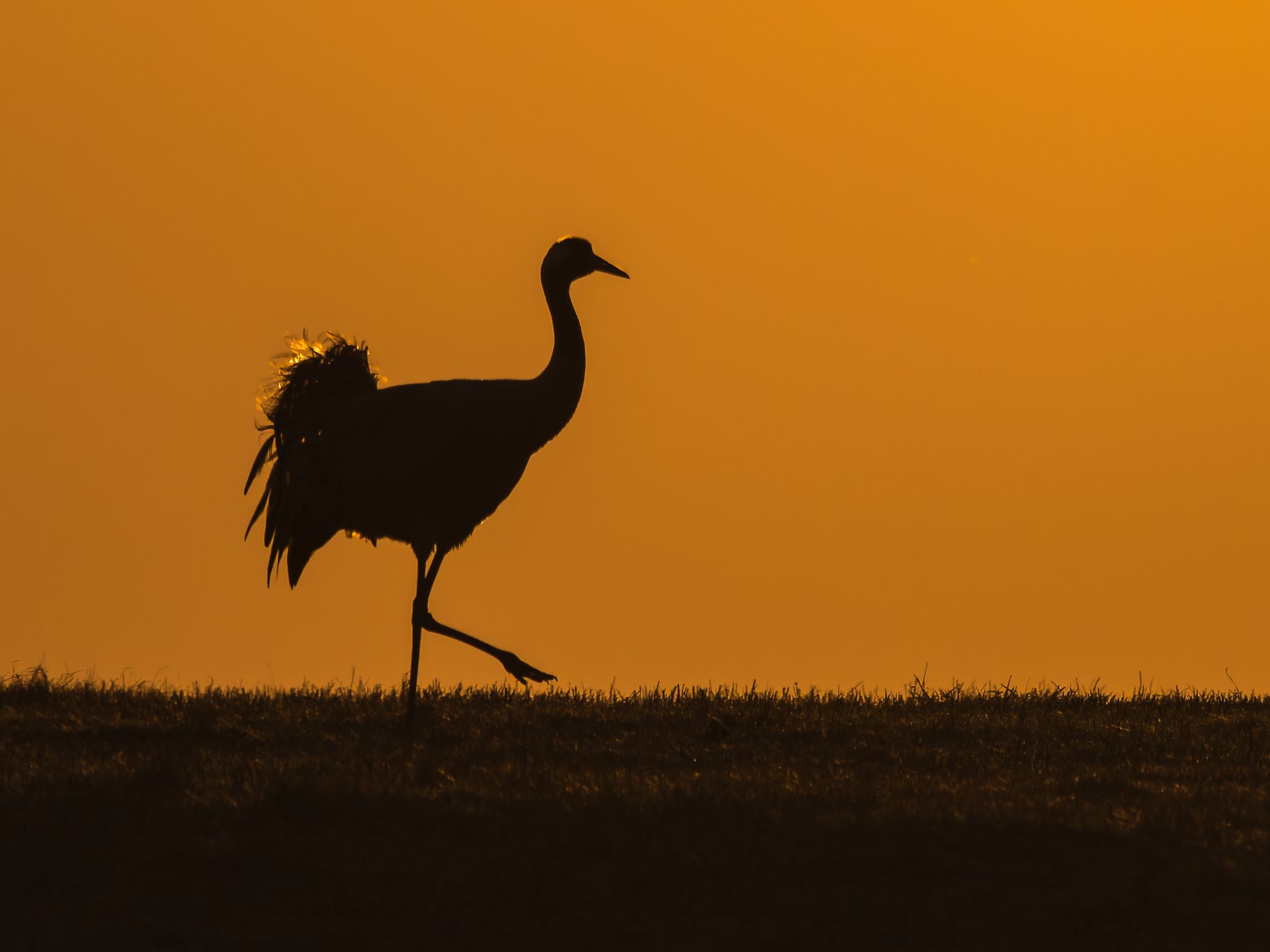 007 250324 0631 H  1HR0192 DxO DeepPRIME XD2s